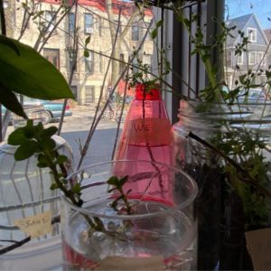 Herbs in water awaiting planting, sitting on a window sill facing the street outside Third Root.